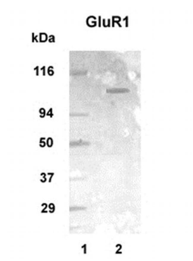 mGluR1 Antibody in Western Blot (WB)