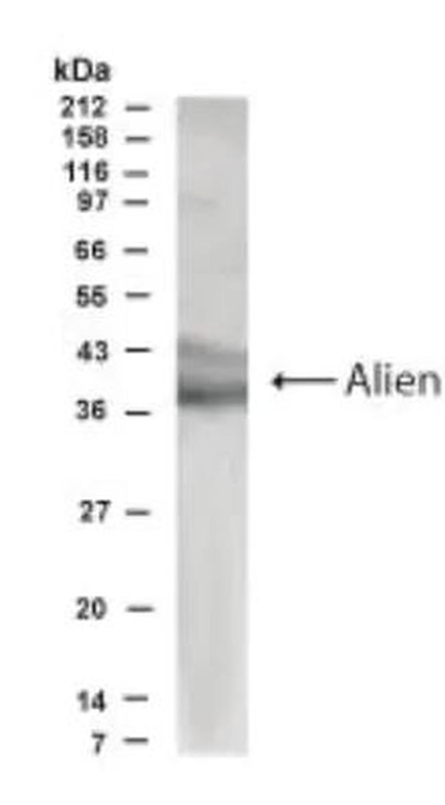 TRIP15 Antibody in Western Blot (WB)