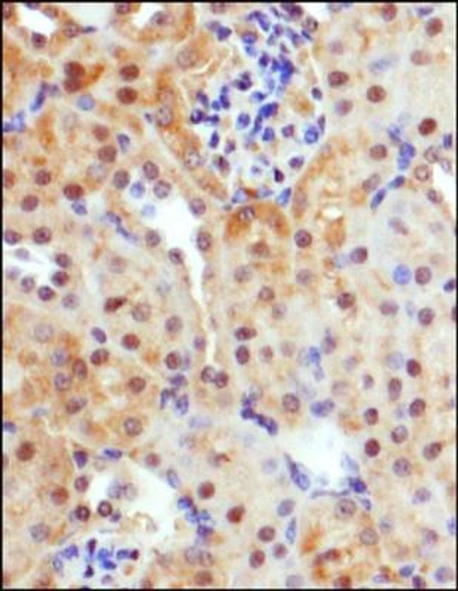 GLUT9 Antibody in Immunohistochemistry (Paraffin) (IHC (P))