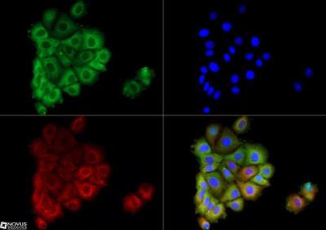 AGR2 Antibody in Immunocytochemistry (ICC/IF)