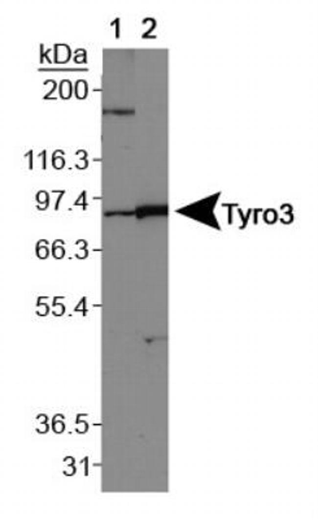 TYRO3 Antibody in Western Blot (WB)