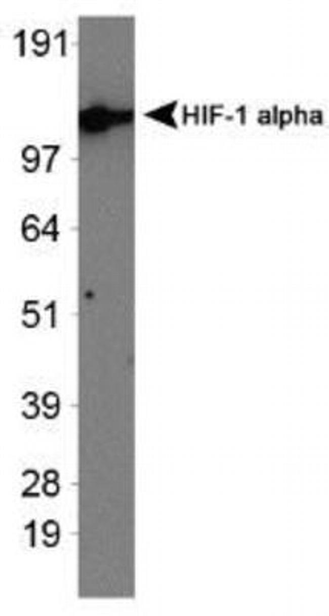 HIF1A Antibody in Western Blot (WB)