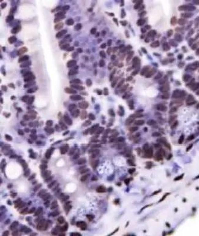 Nkx6.1 Antibody in Immunohistochemistry (Paraffin) (IHC (P))