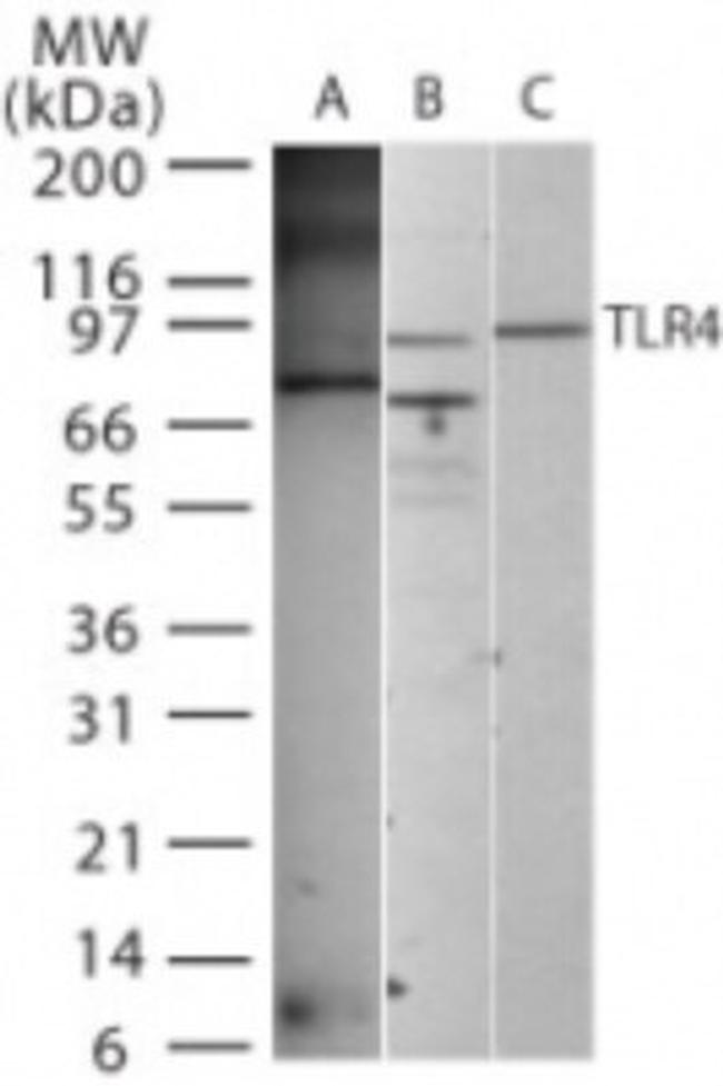 TLR4 Antibody in Western Blot (WB)