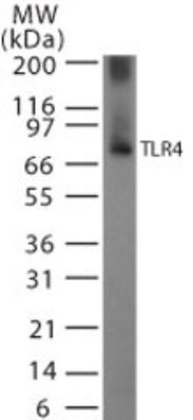 TLR4 Antibody in Western Blot (WB)