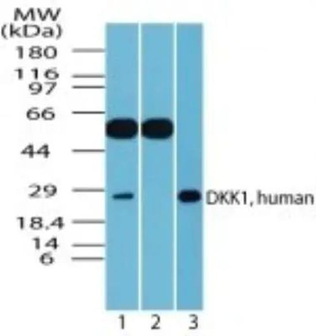 DKK1 Antibody in Western Blot (WB)