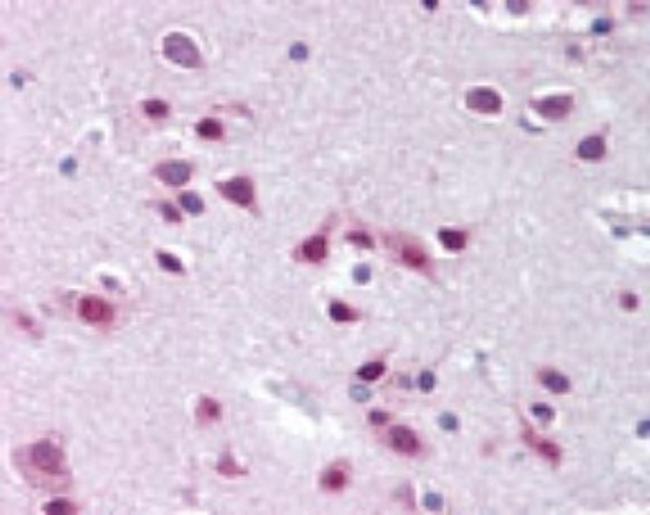 UBE1L2 Antibody in Immunohistochemistry (Paraffin) (IHC (P))