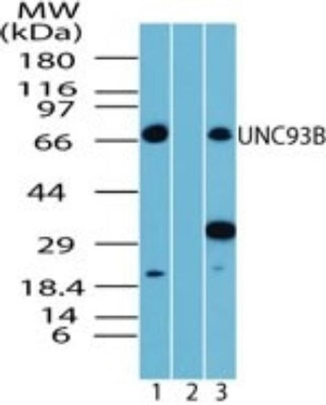 UNC93B1 Antibody in Western Blot (WB)