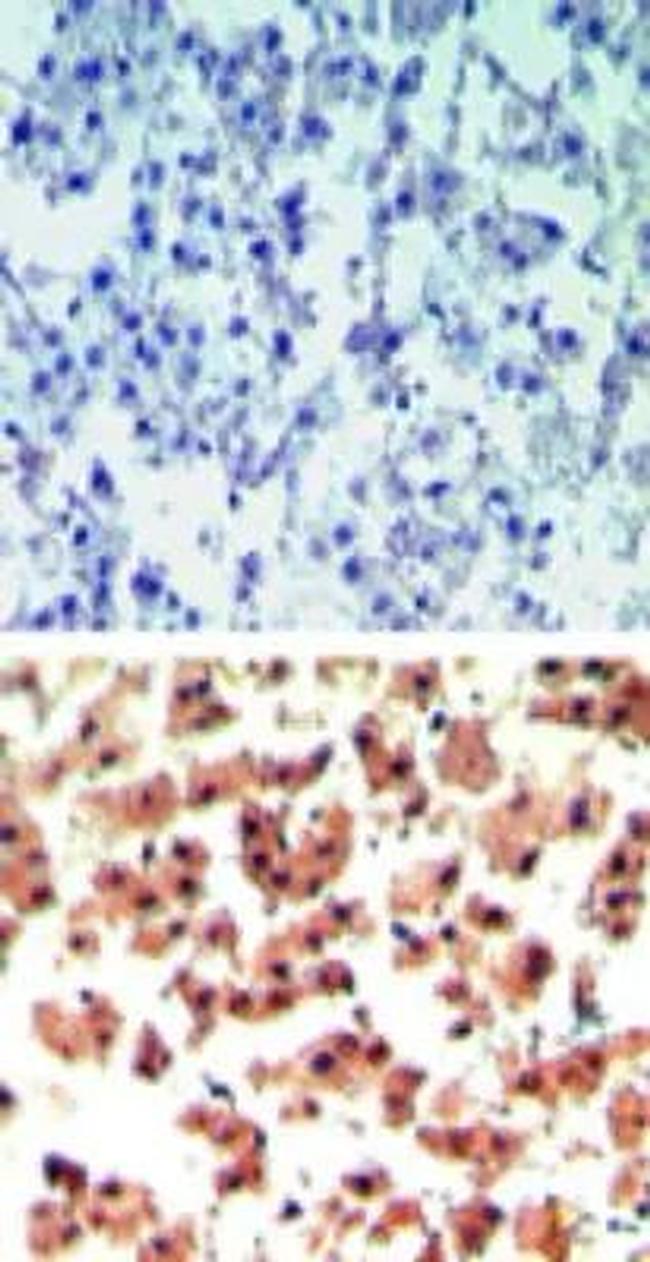 RGS19 Antibody in Immunohistochemistry (Paraffin) (IHC (P))