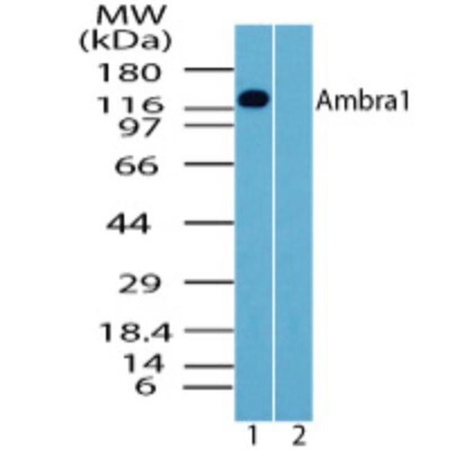 AMBRA1 Antibody in Western Blot (WB)