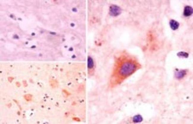 ATG10 Antibody in Immunohistochemistry (Paraffin) (IHC (P))