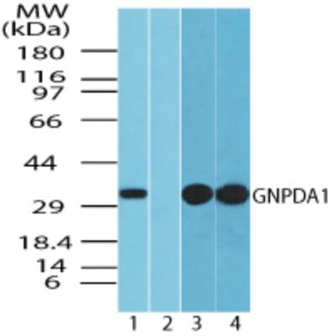 GNPDA1 Antibody in Western Blot (WB)