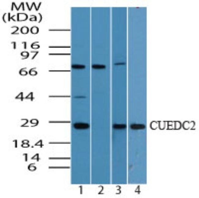 CUEDC2 Antibody in Western Blot (WB)