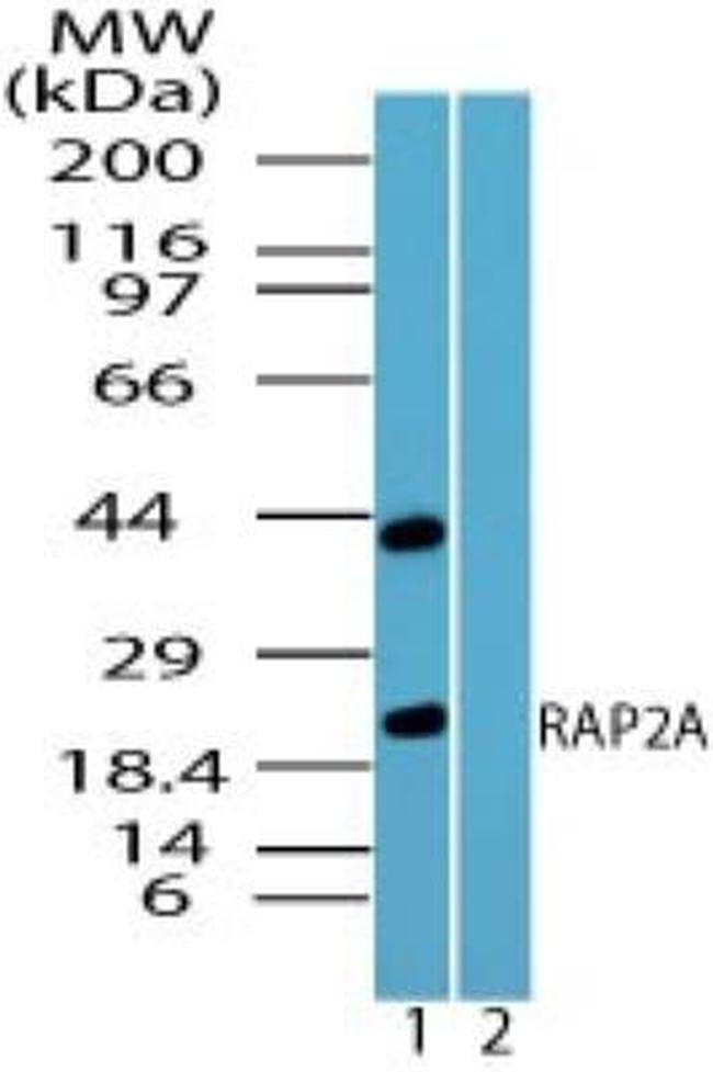 RAP2A Antibody in Western Blot (WB)