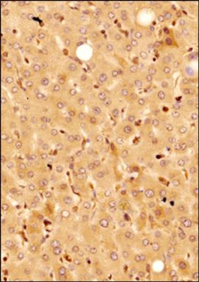 KLF15 Antibody in Immunohistochemistry (Paraffin) (IHC (P))