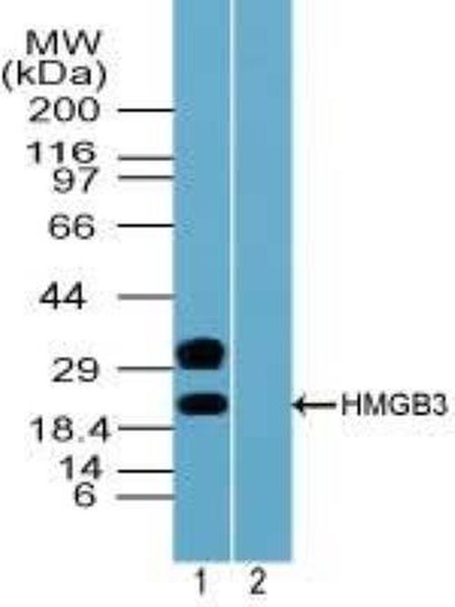 HMGB3 Antibody in Western Blot (WB)