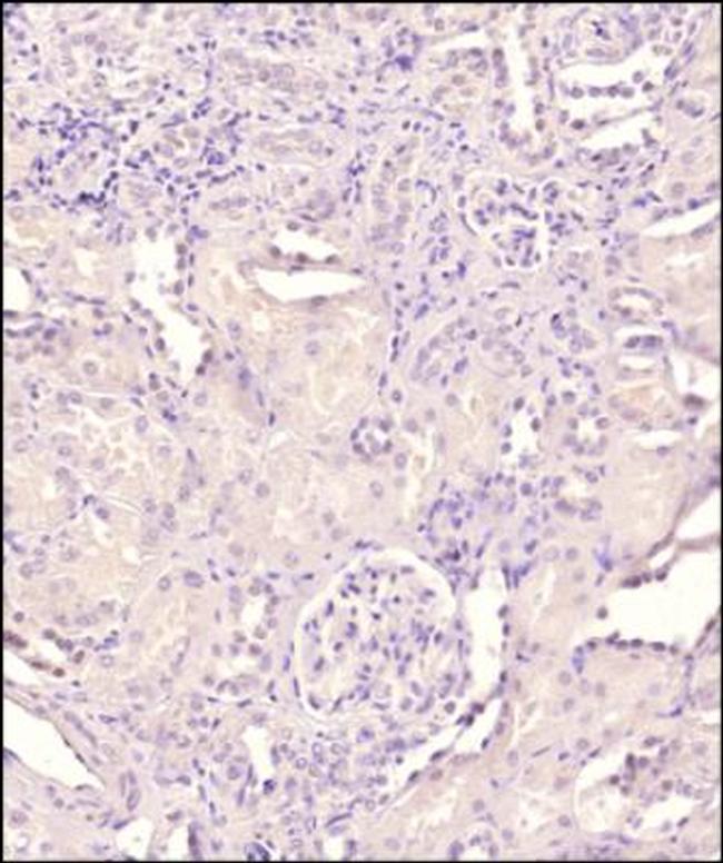 GATA4 Antibody in Immunohistochemistry (Paraffin) (IHC (P))