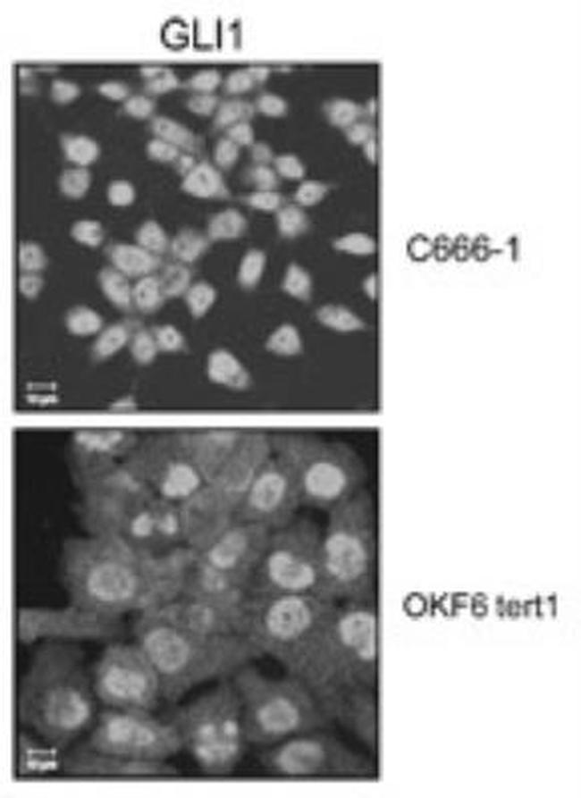 GLI1 Antibody in Immunocytochemistry (ICC/IF)