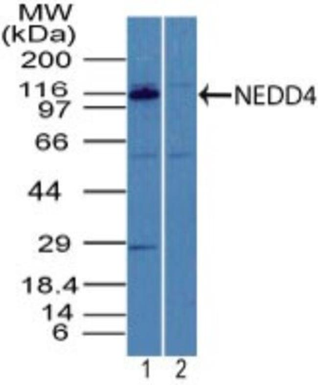 NEDD4 Antibody in Western Blot (WB)