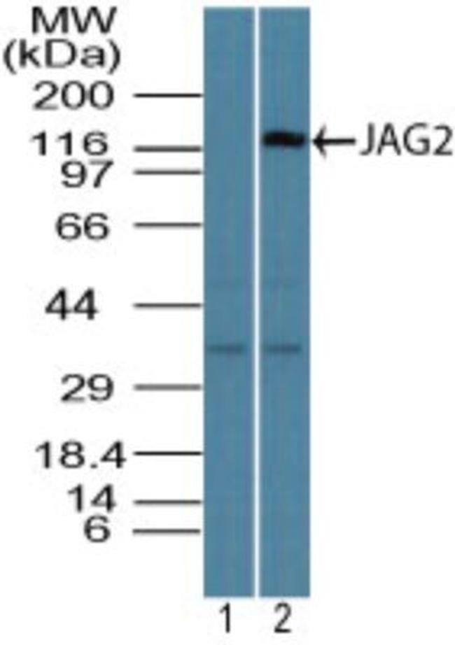 Jagged2 Antibody in Western Blot (WB)