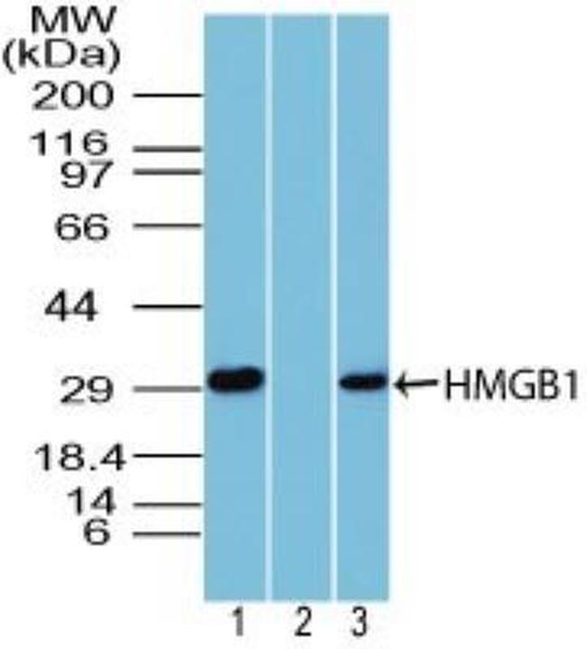 HMGB1 Antibody in Western Blot (WB)