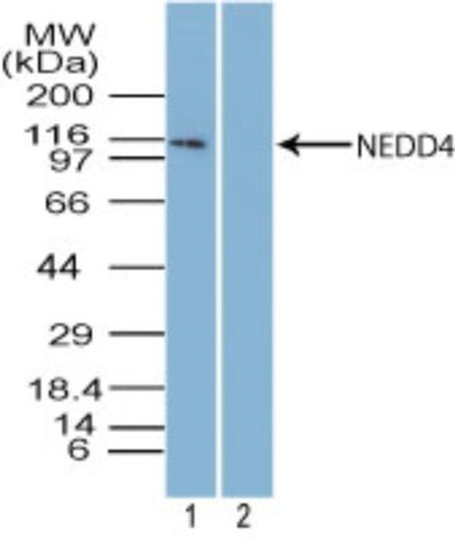 NEDD4 Antibody in Western Blot (WB)