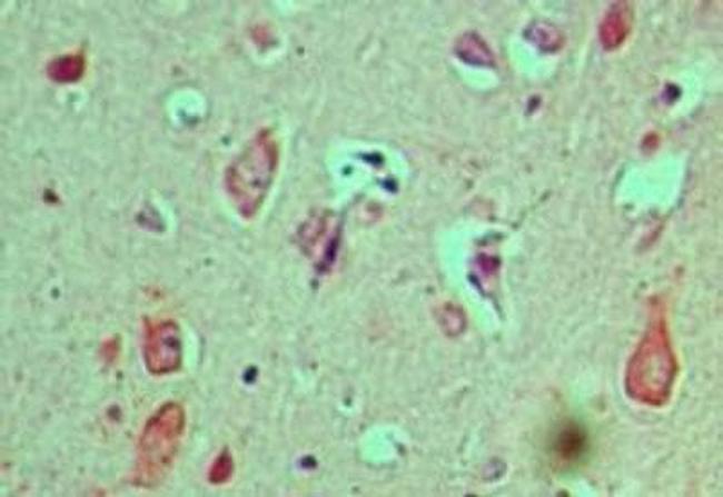 CACTIN Antibody in Immunohistochemistry (Paraffin) (IHC (P))