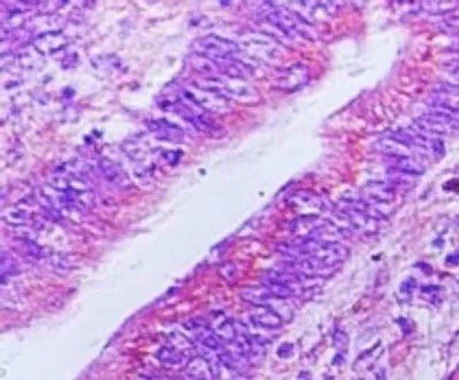 Viperin Antibody in Immunohistochemistry (Paraffin) (IHC (P))