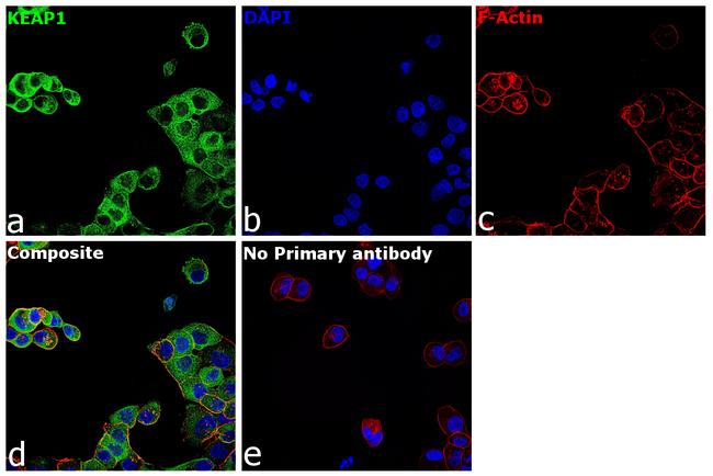 KEAP1 Antibody in Immunocytochemistry (ICC/IF)