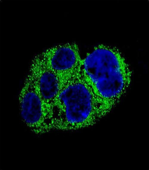 AMACR Antibody in Immunocytochemistry (ICC/IF)