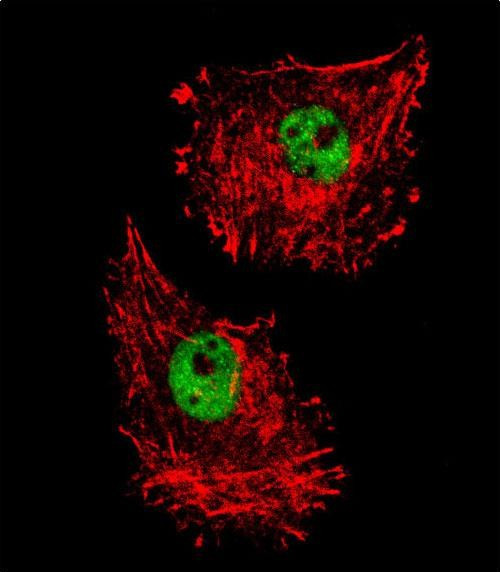 FUS Antibody in Immunocytochemistry (ICC/IF)