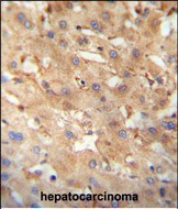 NEU4 Antibody in Immunohistochemistry (Paraffin) (IHC (P))