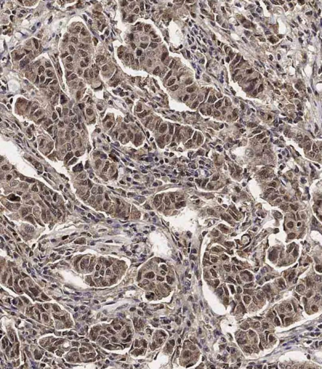 SCXA Antibody in Immunohistochemistry (Paraffin) (IHC (P))