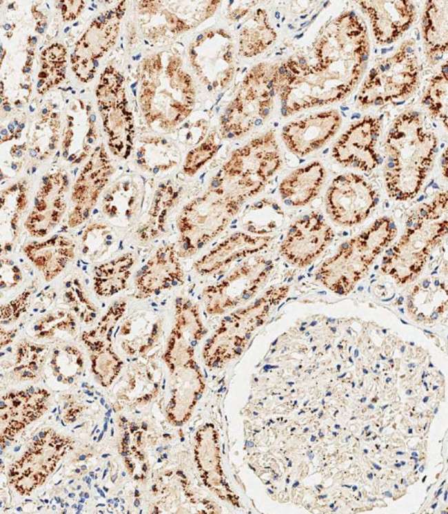 Cathepsin A Antibody in Immunohistochemistry (Paraffin) (IHC (P))