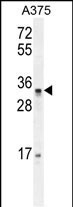 PUSL1 Antibody in Western Blot (WB)