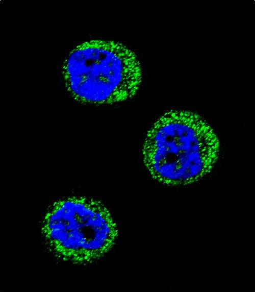 Haptoglobin Antibody in Immunocytochemistry (ICC/IF)