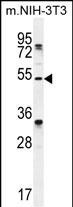 TAPT1 Antibody in Western Blot (WB)