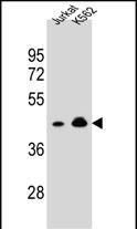 OR10A4 Antibody in Western Blot (WB)