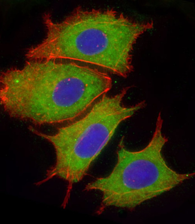 Complement Factor H Antibody in Immunocytochemistry (ICC/IF)