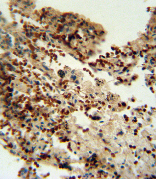 IDO Antibody in Immunohistochemistry (Paraffin) (IHC (P))