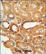 COQ9 Antibody in Immunohistochemistry (Paraffin) (IHC (P))