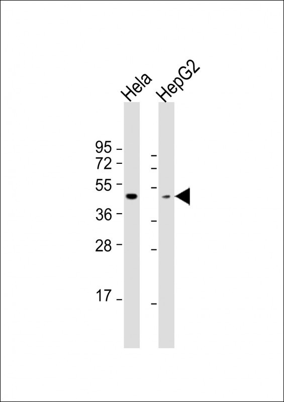 Opsin Green Antibody in Western Blot (WB)