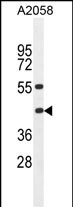 HLA-B Antibody in Western Blot (WB)