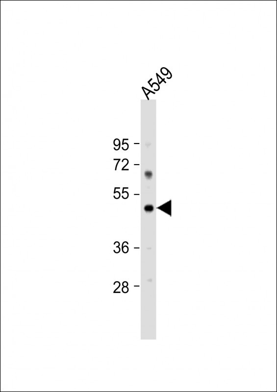 PTAFR Antibody in Western Blot (WB)