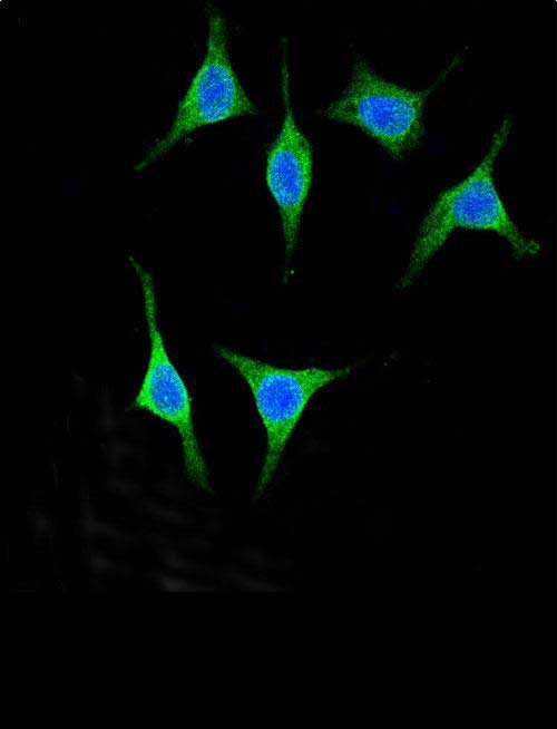 Pancreatic Amylase Antibody in Immunocytochemistry (ICC/IF)