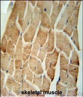 CRLS1 Antibody in Immunohistochemistry (Paraffin) (IHC (P))