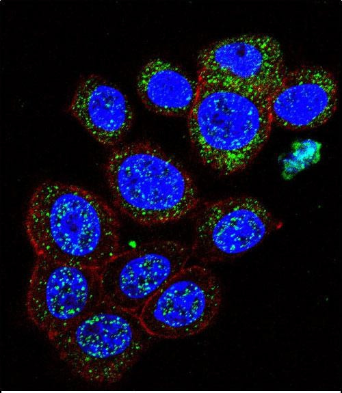 GAL Antibody in Immunocytochemistry (ICC/IF)