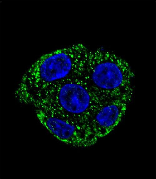 GSTO2 Antibody in Immunocytochemistry (ICC/IF)