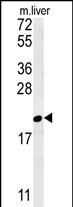 GM2A Antibody in Western Blot (WB)