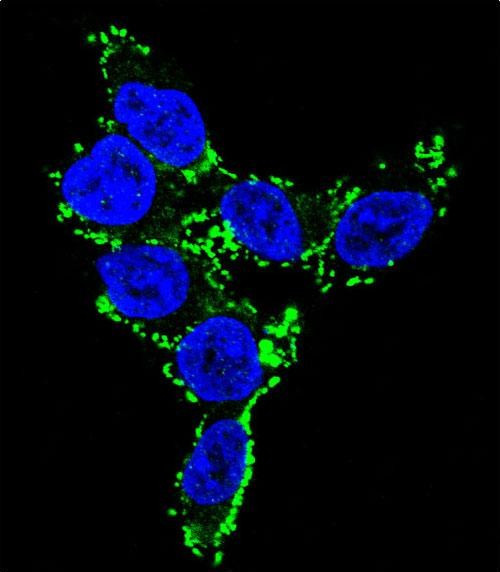 CYP2C19 Antibody in Immunocytochemistry (ICC/IF)